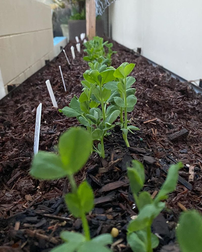Bush Beans: The Quick-Reward Vegetable