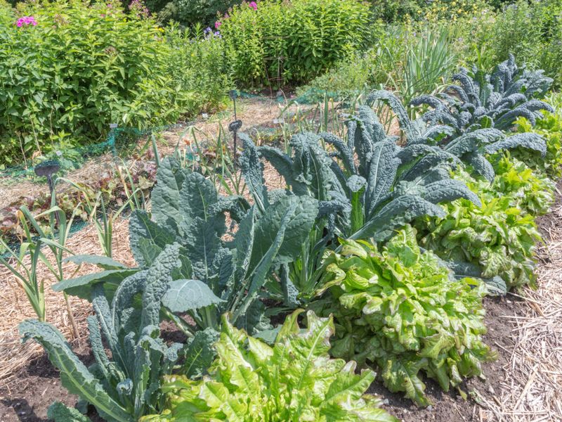 Kale: The Cold-Weather Champion
