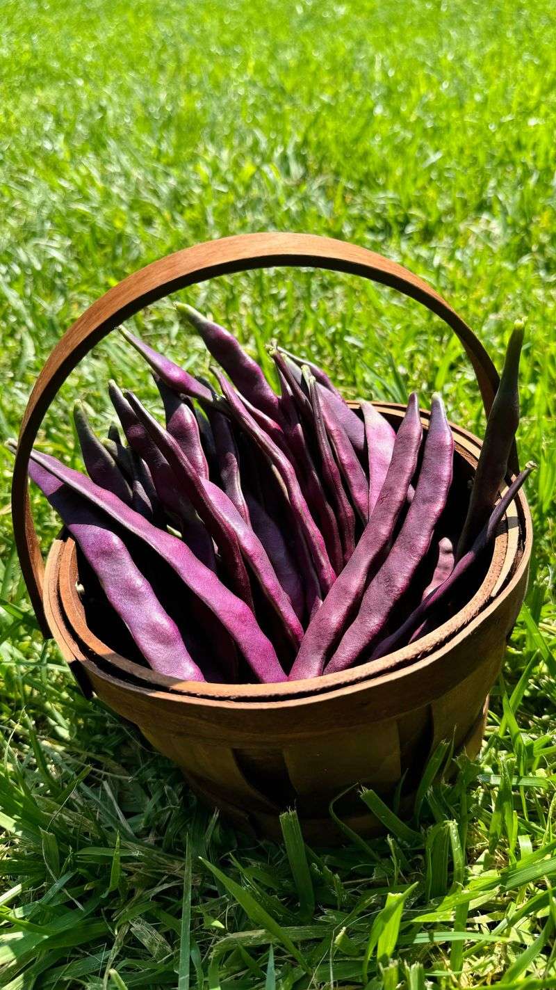 Bush Beans - Quick Green Machines