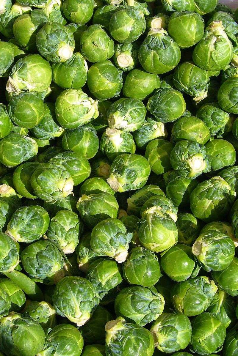 Brussels Sprouts Bust