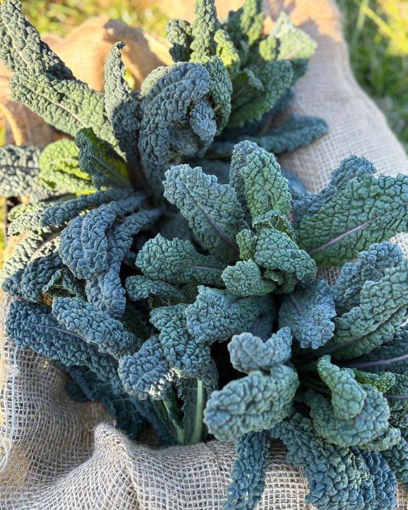 Kale