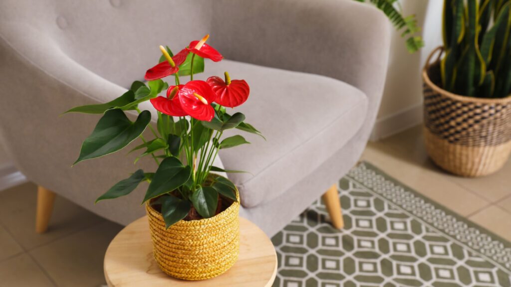 anthurium plant