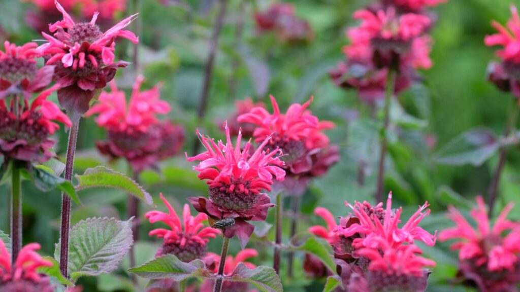 bee balm flower