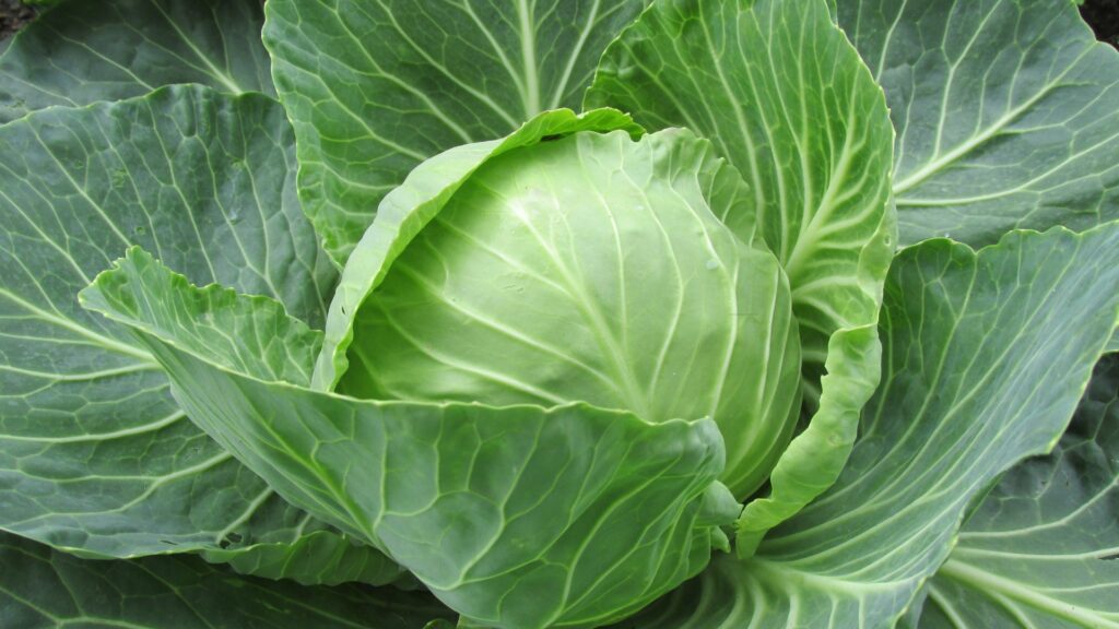 cabbage vegetable