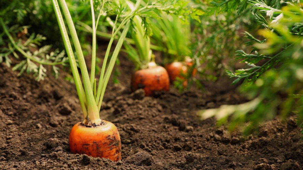 carrot vegetable