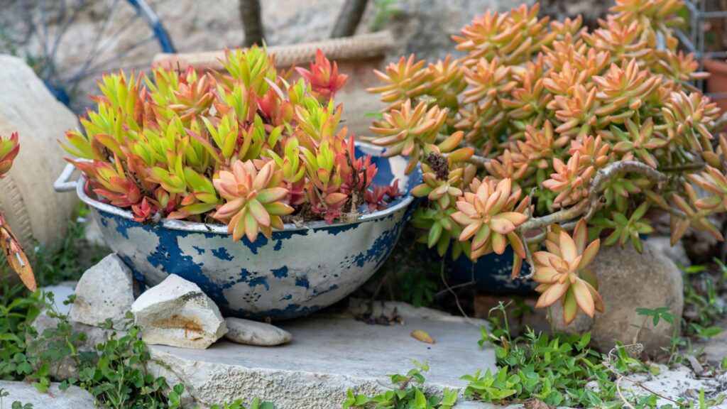 colander planter