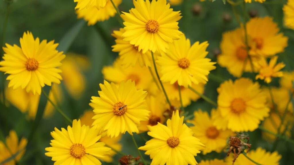 yellow coreopsis in bloom