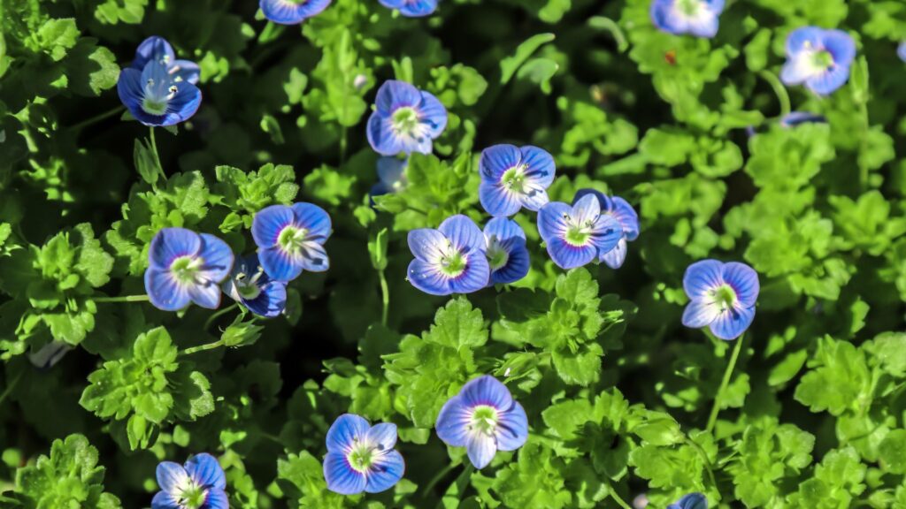 veronica in bloom