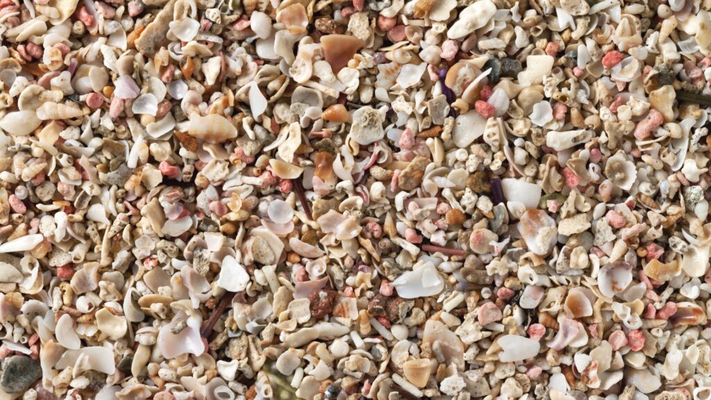 crushed seashells