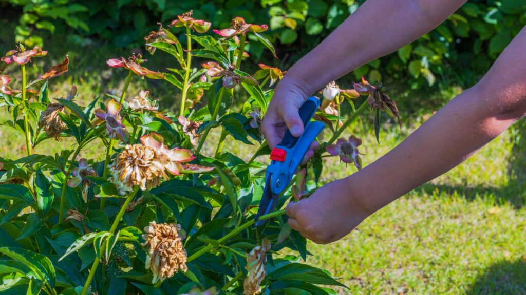gardener cuts peony flower