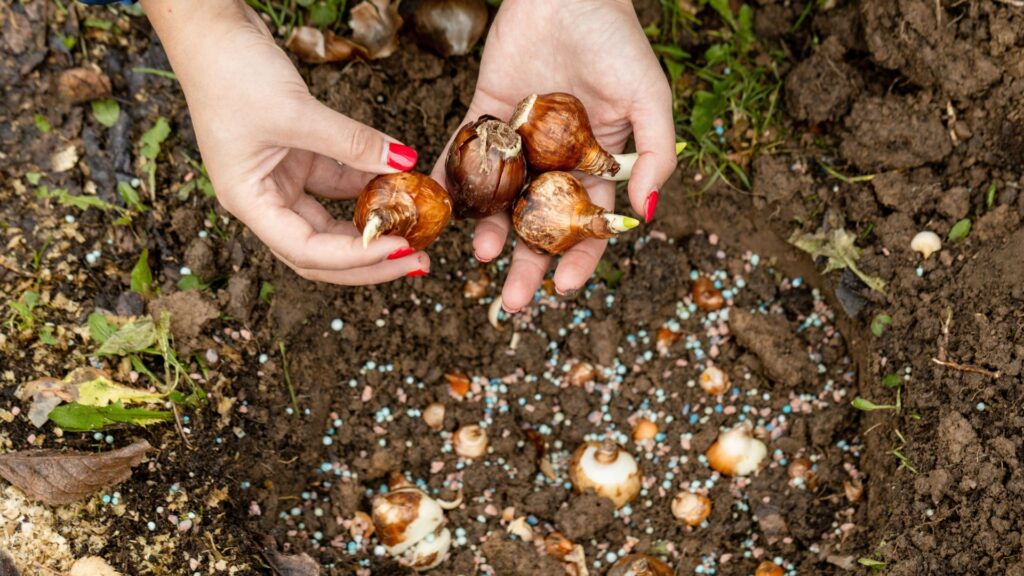 daffodil bulbs