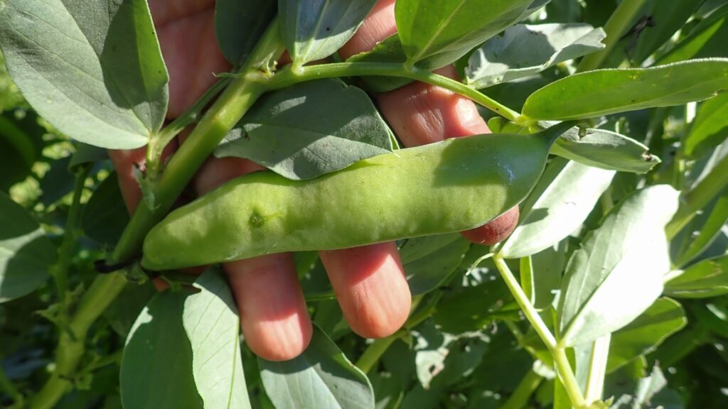 fava bean plant