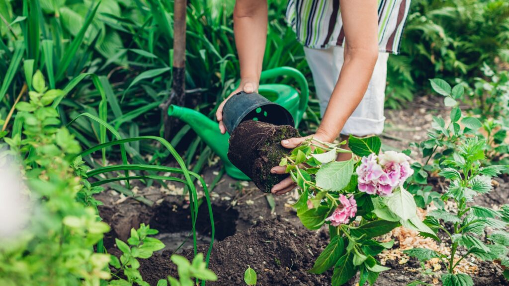 female gardener plants hydrangea