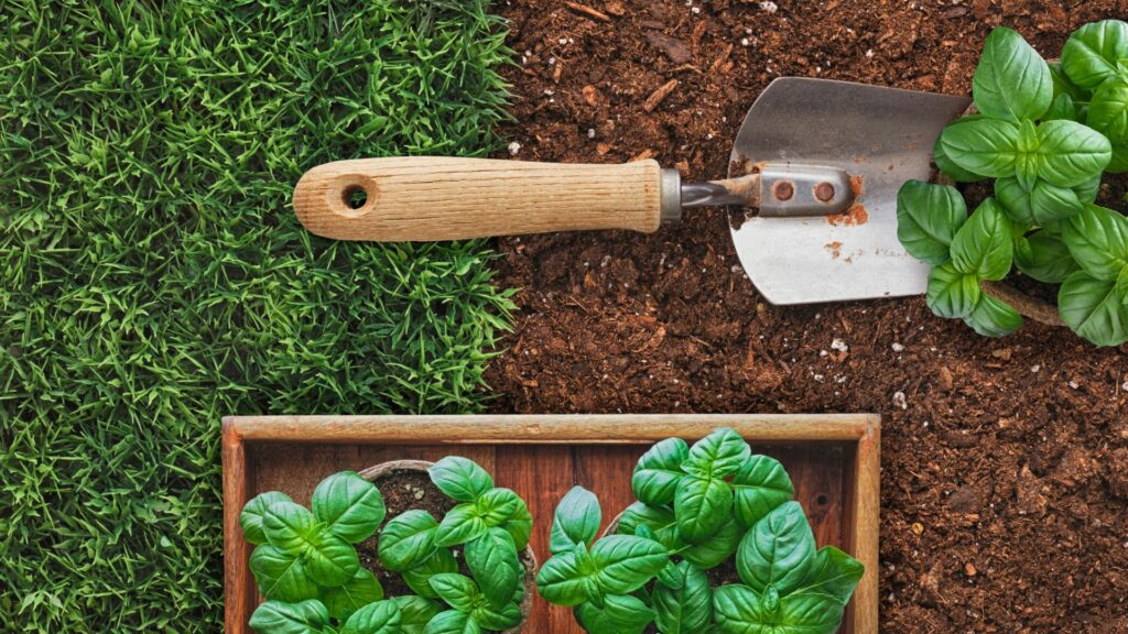 garden shovel and basil plant