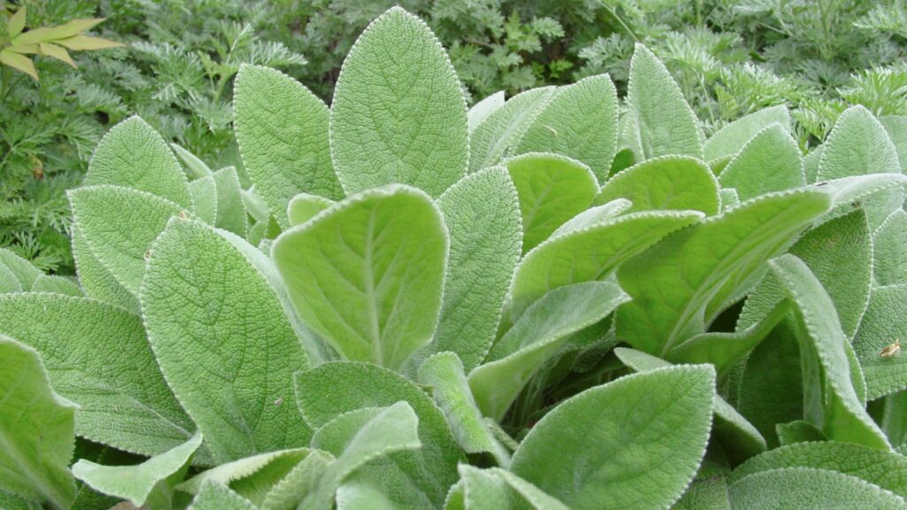 lamb's ear plant
