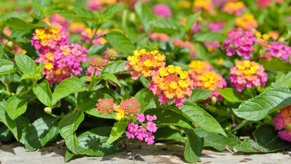 lantana