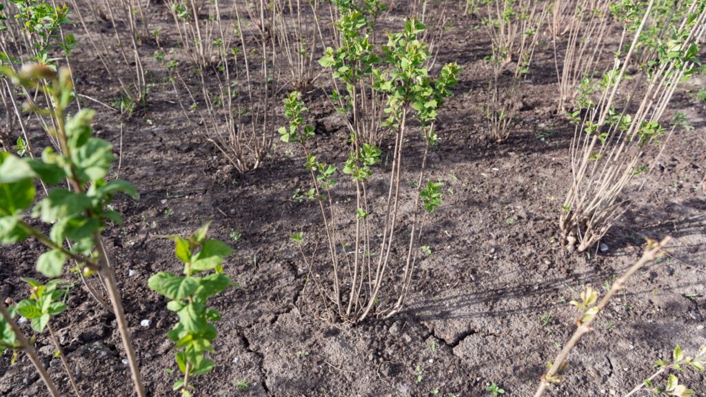 lilacs water sprouts