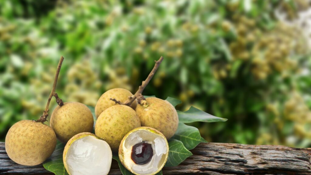 longan fruit tree