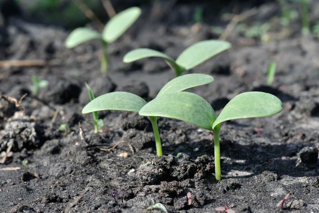 melon seedlings