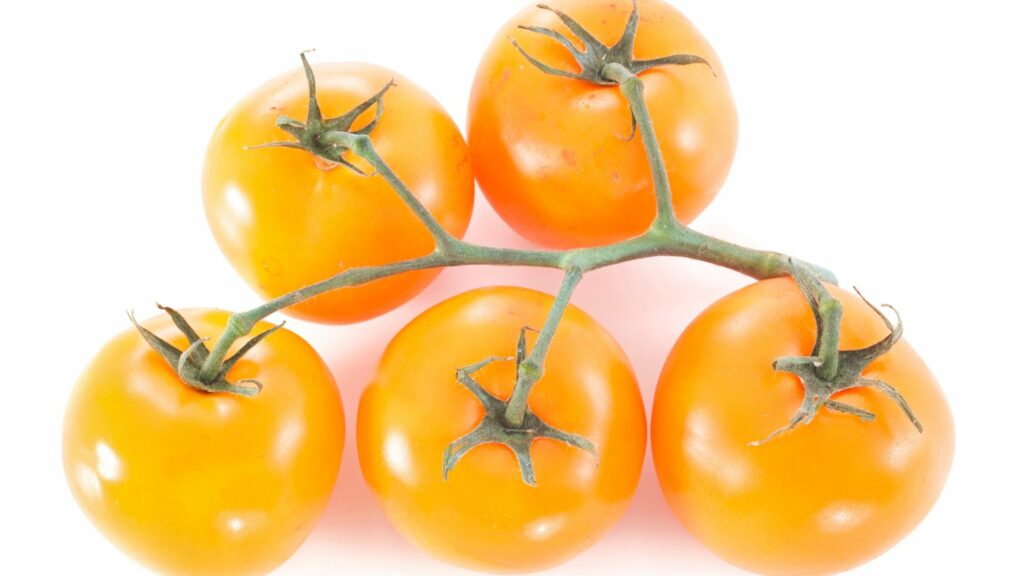 orange tomato