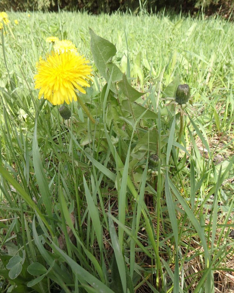 Beneficial Pollinator Presence