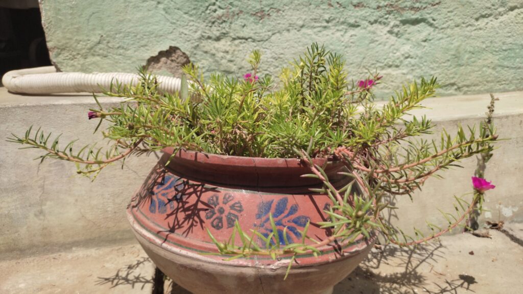 painted terracotta pot