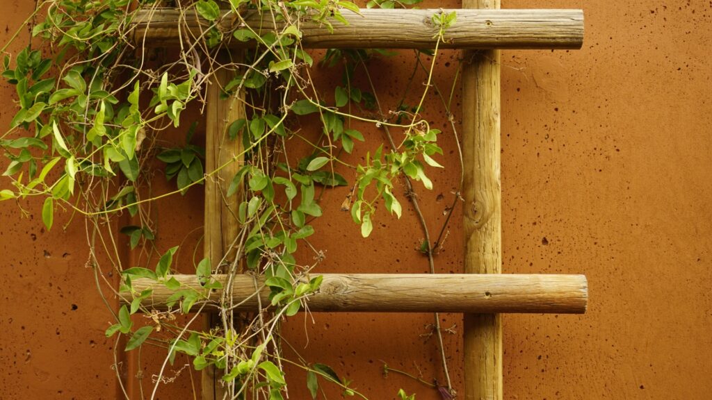 plant trained on a ladder