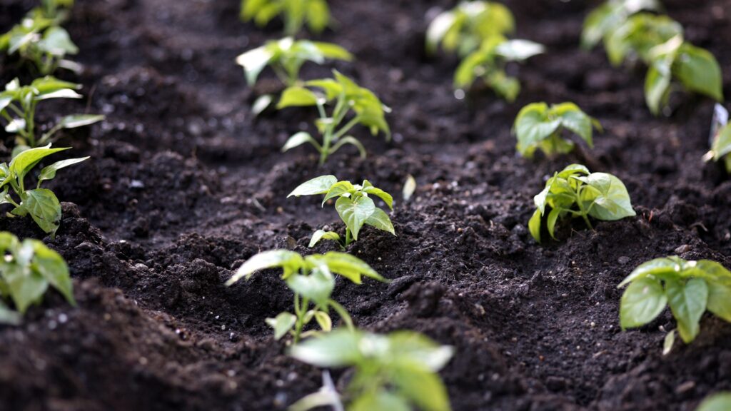 plant seedlings