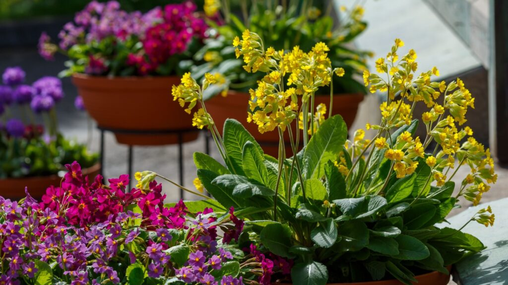 potted bergenia