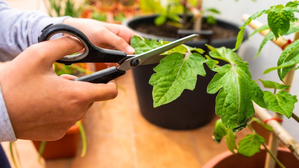 pruning tomato leaves