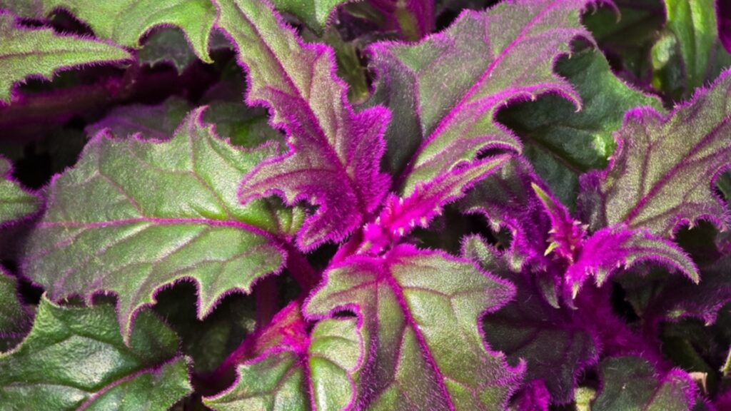 purple passion plant