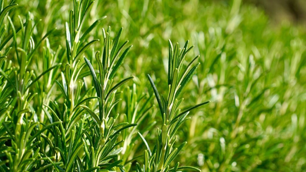 rosemary herb