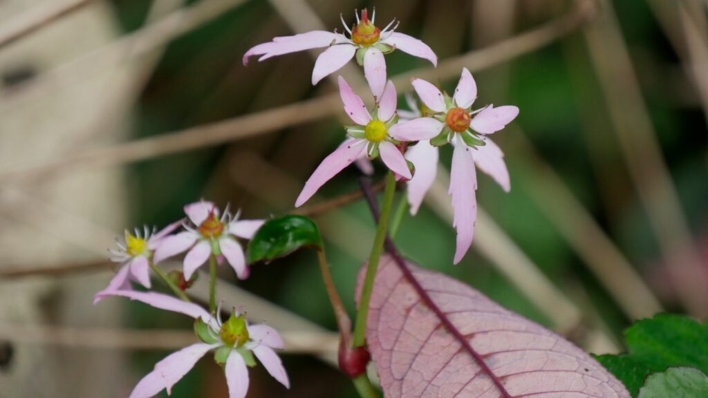 saxifraga fortunei