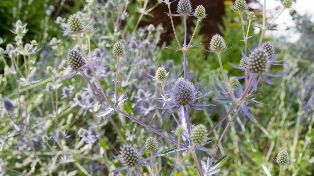 sea holly plant