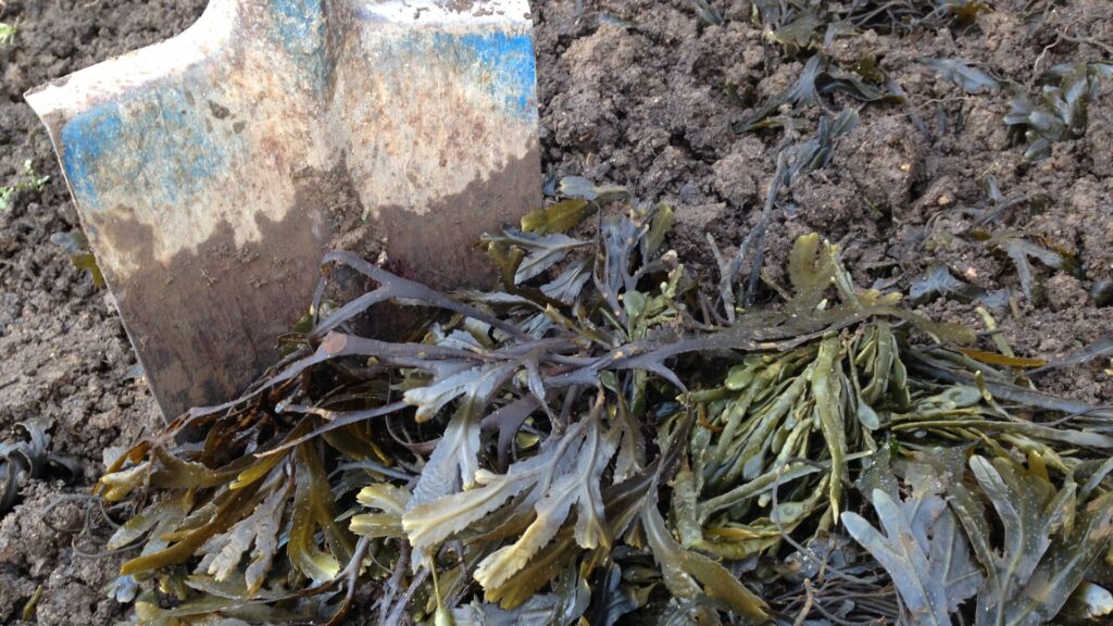 seaweed garden use