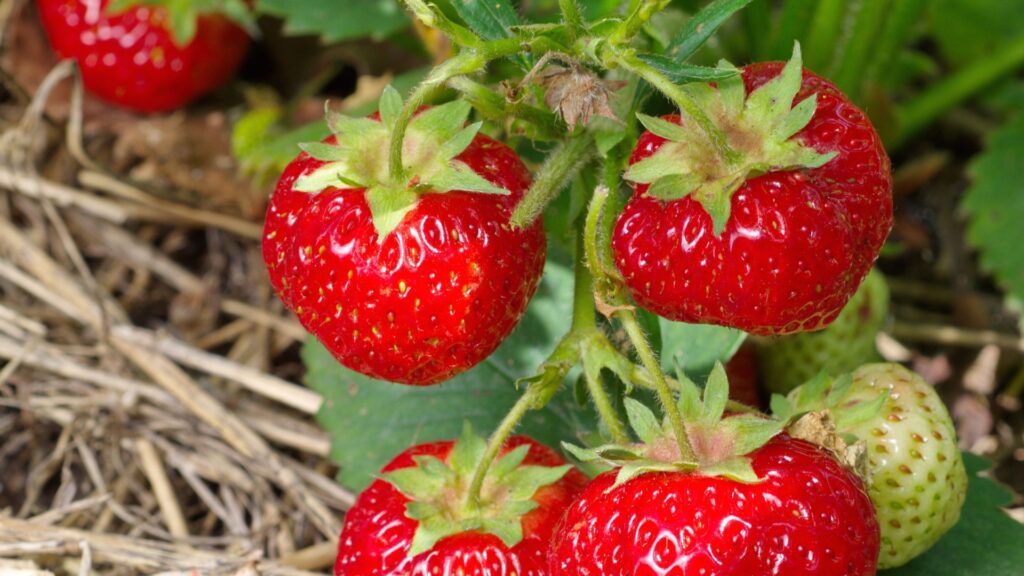 strawberry fruits