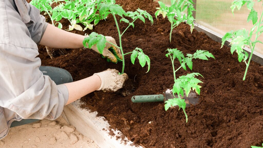 tomato transplantation