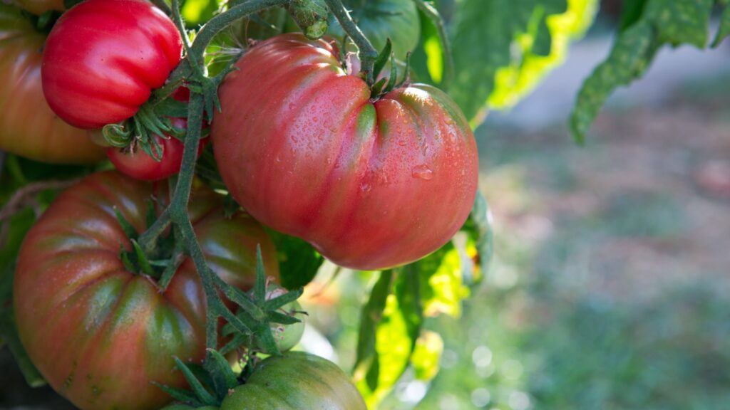 tomatoes in garden