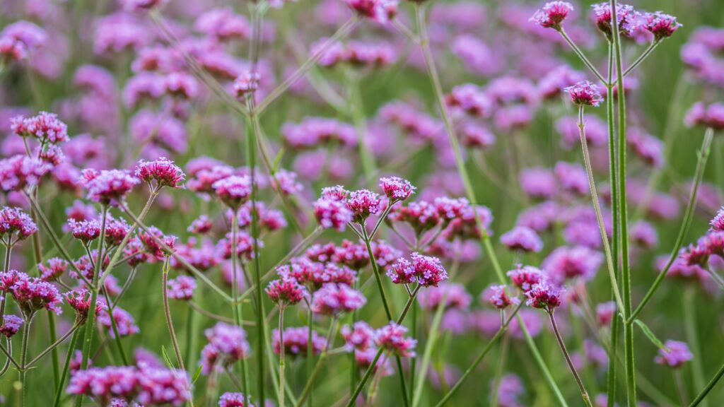 verbena plant