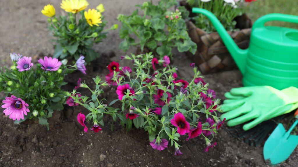 gardener waters petnias