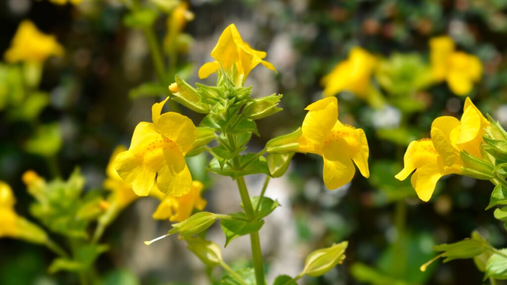yellow monkey flower