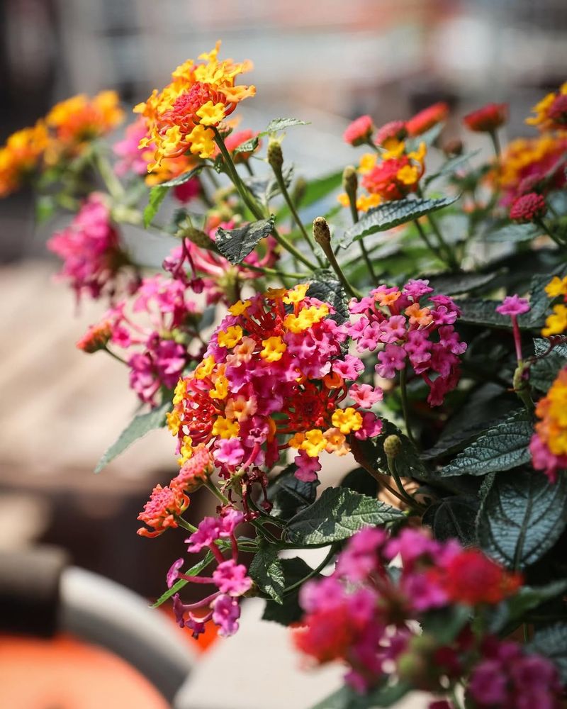 2. Lantana: Butterfly Magnet