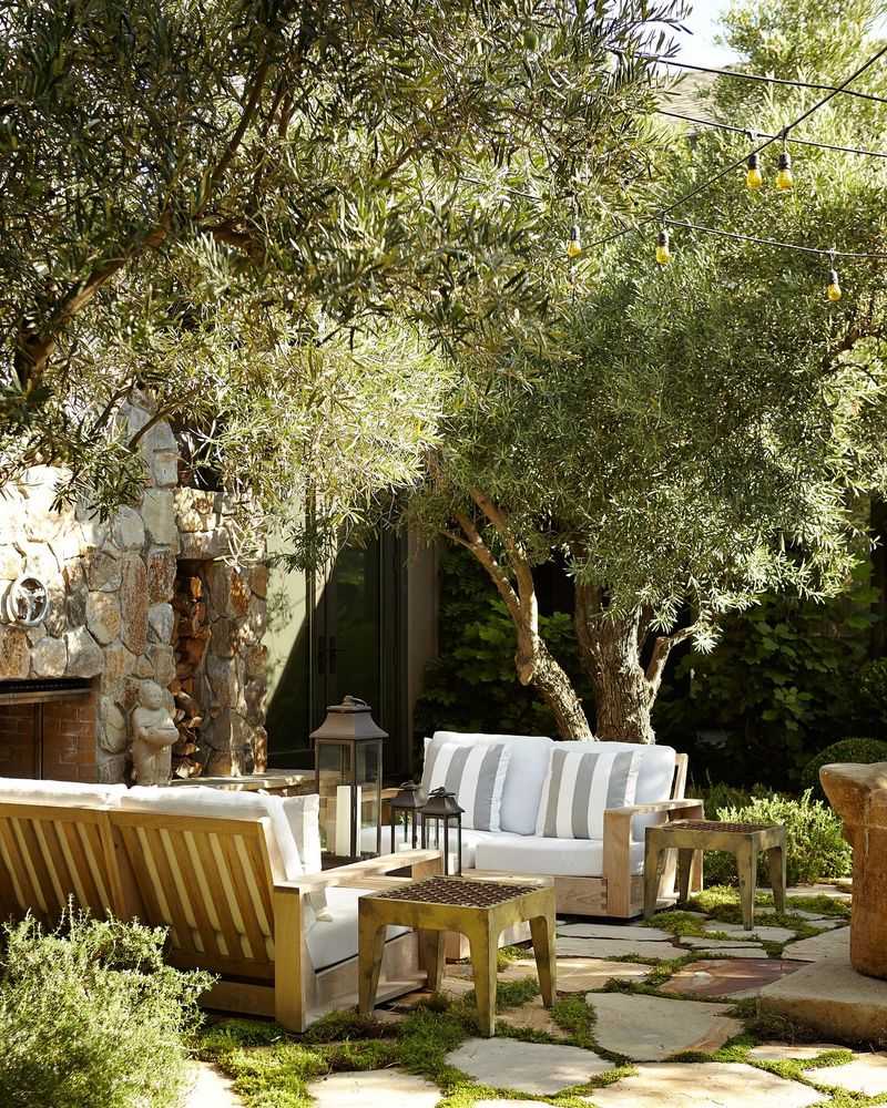 2. Olive Tree