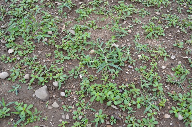 2. Weeds Dominate Your Yard