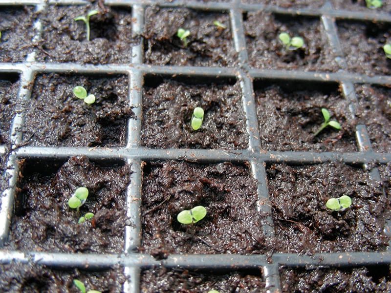 2. Start Seeds At The Perfect Time
