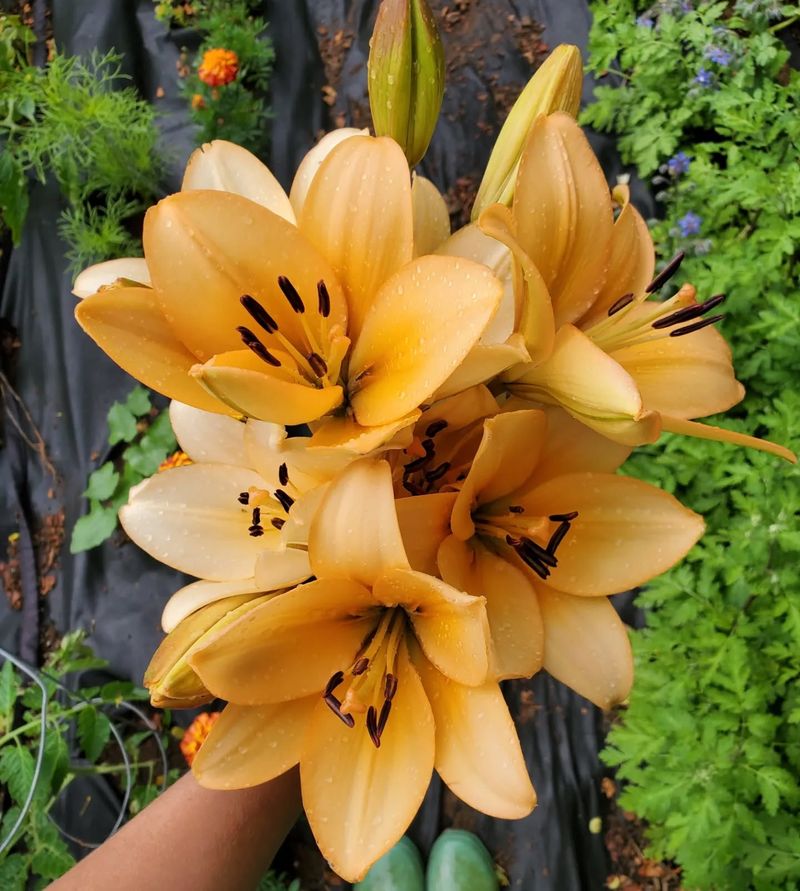 2. Prevents Unwanted Self-Seeding