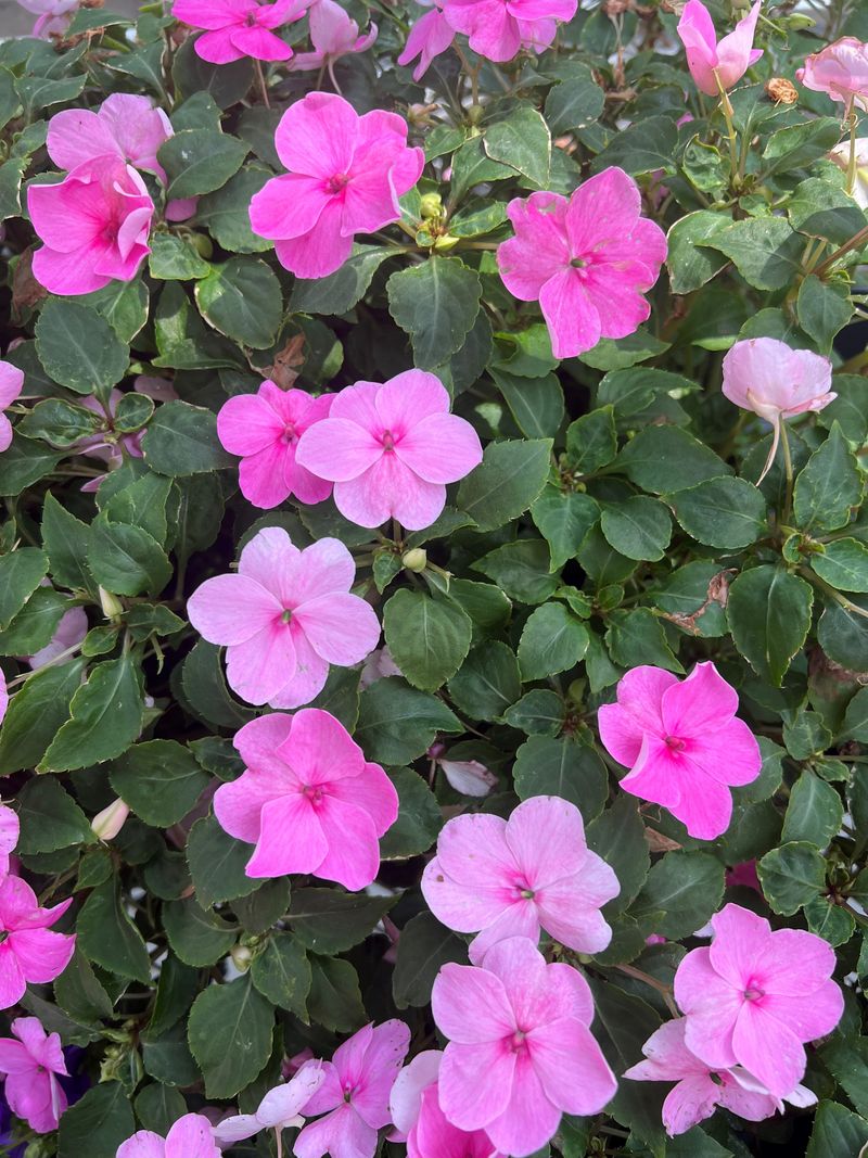 2. Impatiens