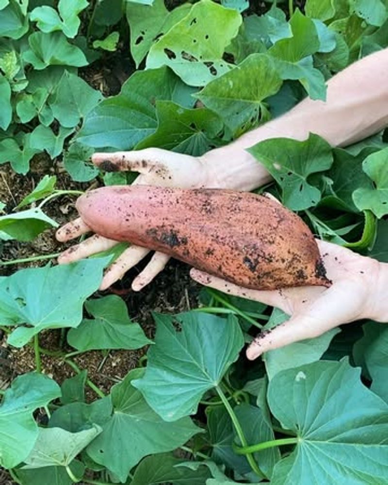 2. Sweet Potatoes