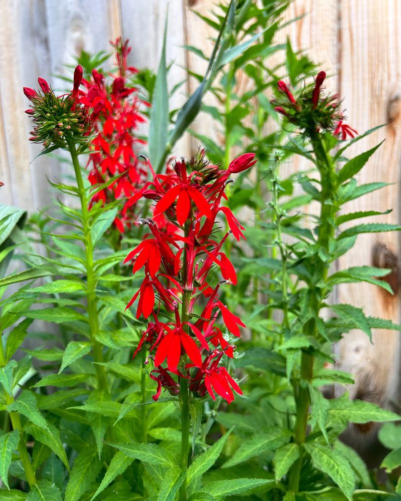 2. Bright Red: Bee Balm And Cardinal Flower