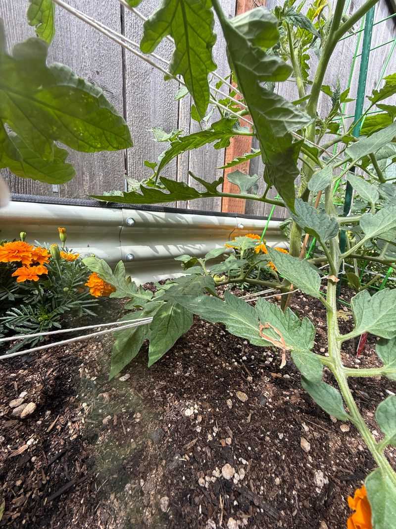 2. Prune Lower Leaves First